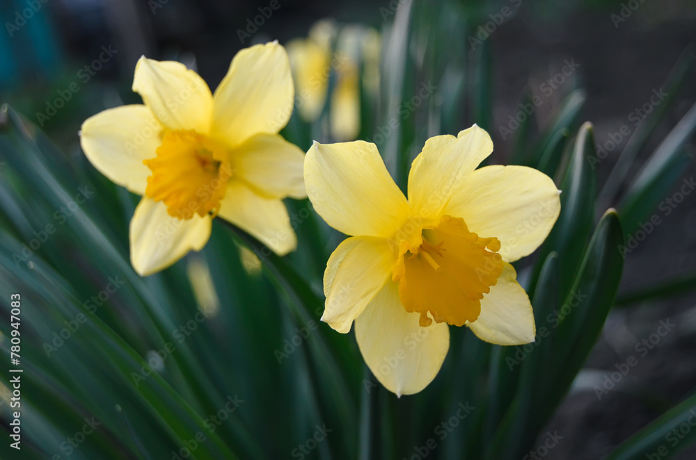 yellow daffodils
narcissus in spring yellow daffodils
narcissus in spring