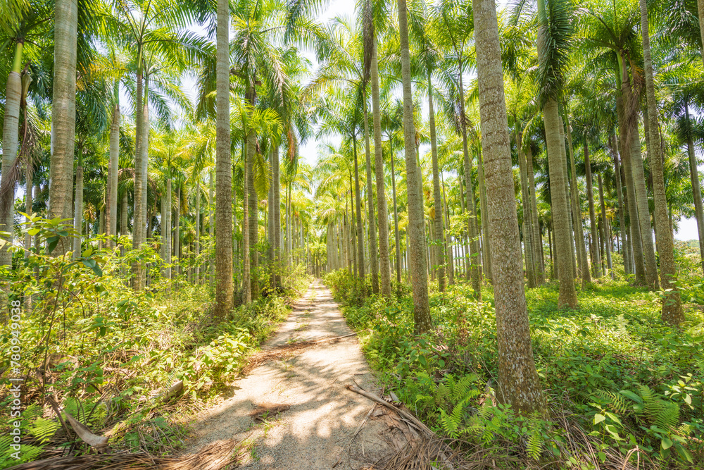 Palm tree jungle near Muse Lake in Qiongzhong, Hainan, China Palm tree jungle near Muse Lake in Qiongzhong, Hainan, China