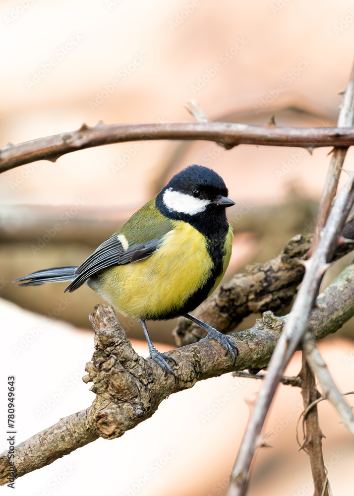 Naklejka premium Great Tit (Parus major) - Widespread across Europe & Asia