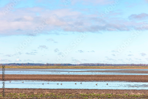 Flooded agricultural fields in the early spring with ducks resting during migration. 