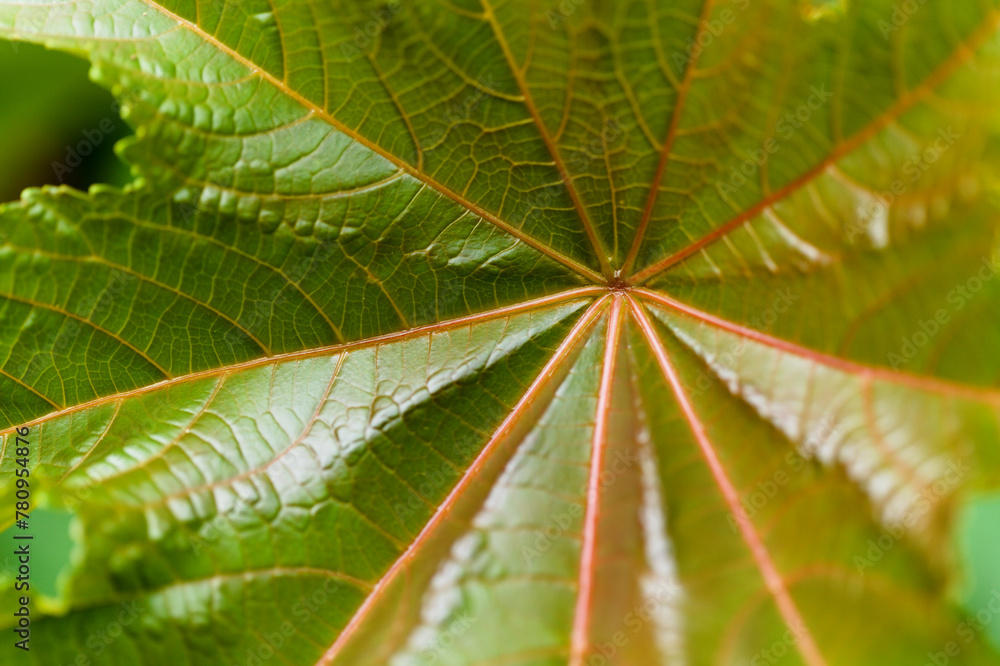 Flora of Gran Canaria - leaf of Ricinus communis, the castor bean, introduced species, natural macro floral background
Flora of Gran Canaria - leaf of Ricinus communis, the castor bean, introduced species, natural macro floral background