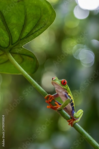 green tree frog