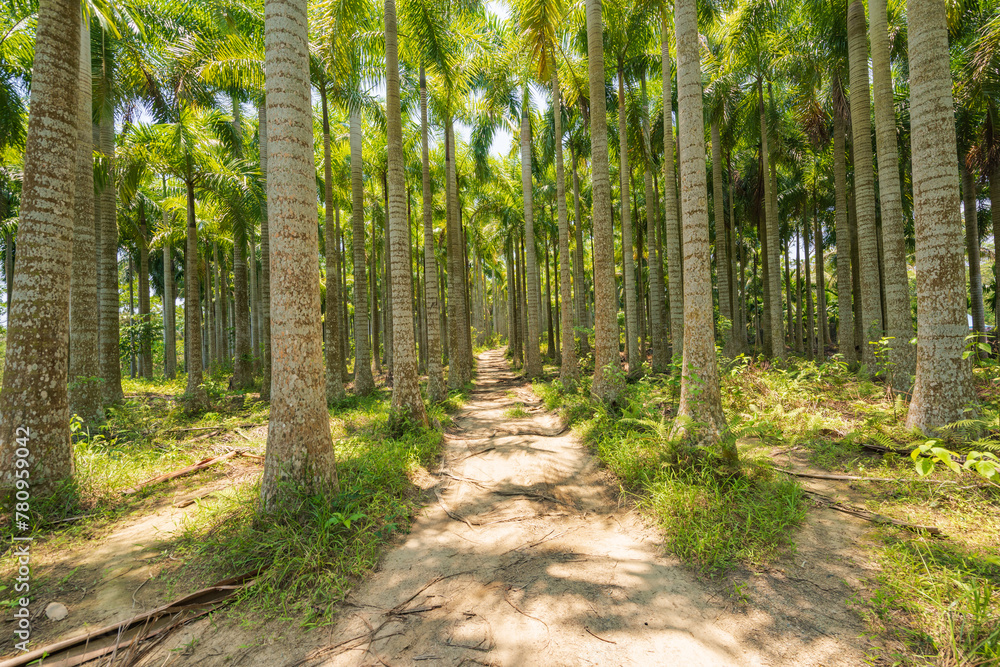 Palm tree jungle near Muse Lake in Qiongzhong, Hainan, China Palm tree jungle near Muse Lake in Qiongzhong, Hainan, China