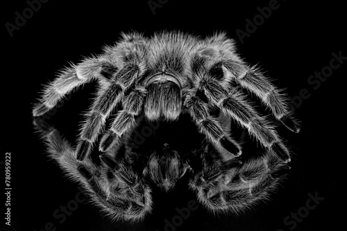 Monochrome of tarantula Spider on mirror