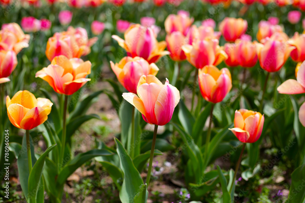 Beautiful tulip flower garden. The Expo’70 Commemorative Park, Osaka, Japan