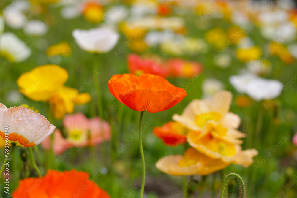 Fototapeta premium Beautiful poppy flower garden. The Expo’70 Commemorative Park, Osaka, Japan
