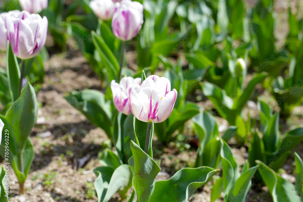 Beautiful tulip flower garden. The Expo’70 Commemorative Park, Osaka, Japan Beautiful tulip flower garden. The Expo’70 Commemorative Park, Osaka, Japan