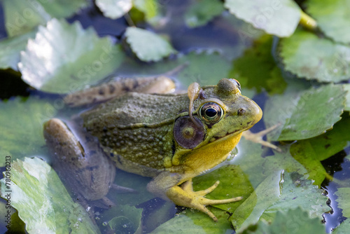 Green frog sitting on weed covered pond