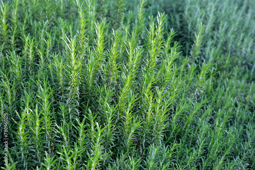 Rosemary plant, Fresh herb in the garden