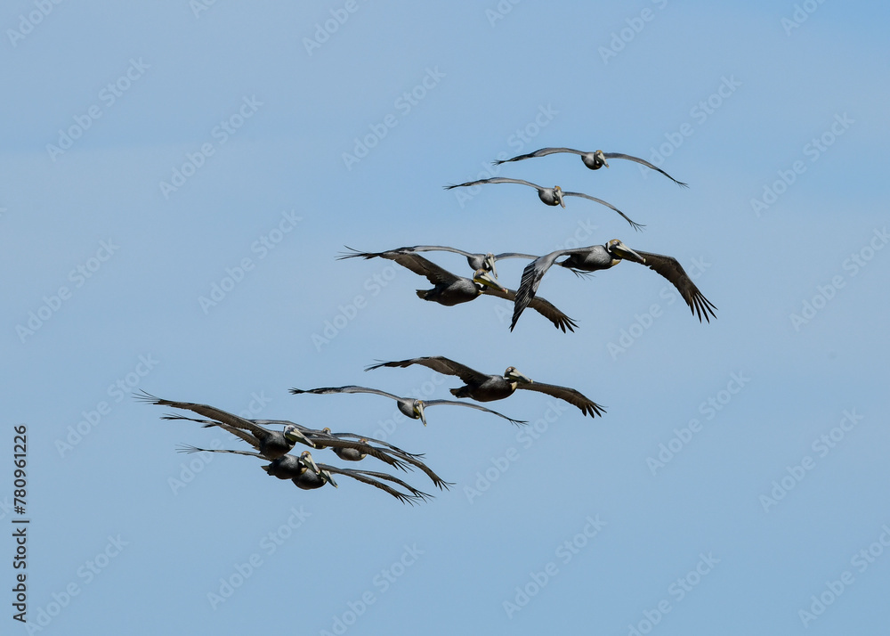 Pelicans flying at High Island Beach, Bolivar Peninsula, Texas Pelicans flying at High Island Beach, Bolivar Peninsula, Texas