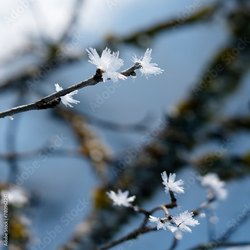 Close-up of hoar frost on a branch in winter with blue sky.
