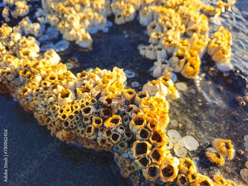Close up of barnicles on a beach at low tide.
