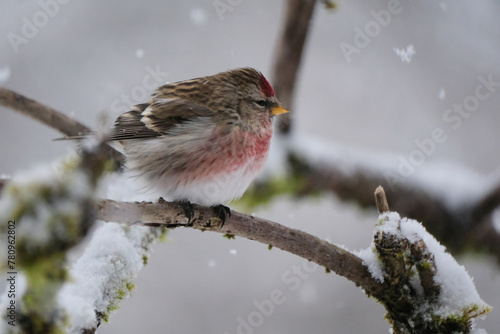 Redpoll songbird close-up on a branch in winter with snow falling.