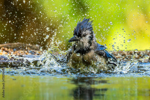 Fototapeta Naklejka Na Ścianę i Meble -  Blue Jay Taking at Bath