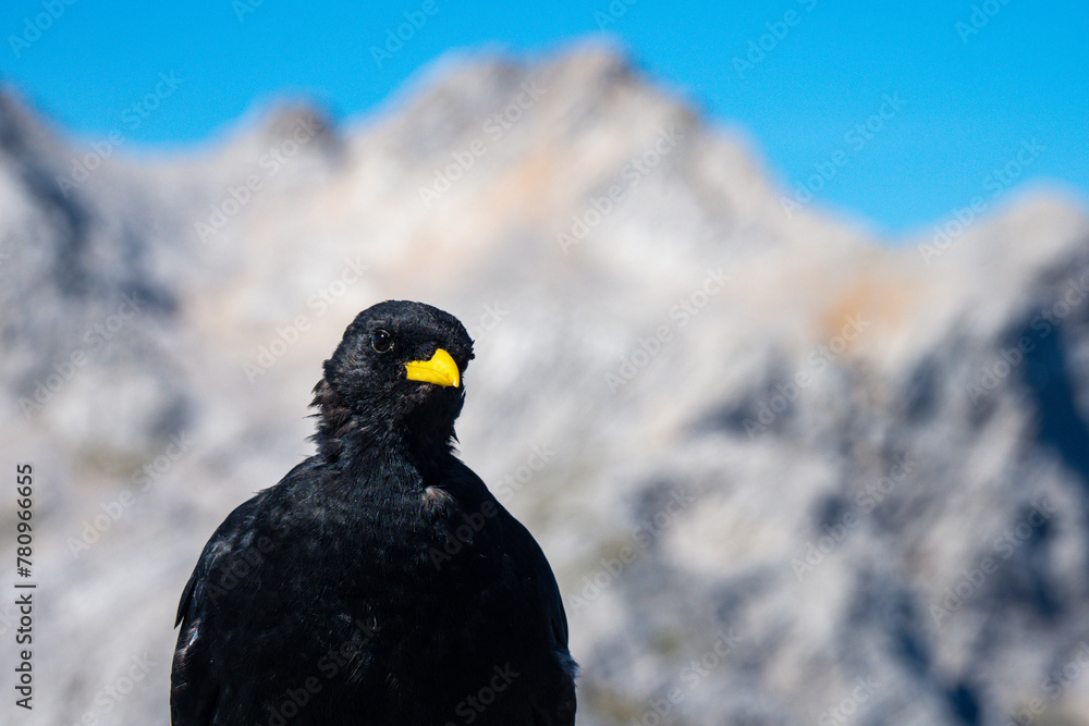 Fototapeta premium Alpine Chough on the summit of Mountain by hiking trail in Slovenia - Slovenian Wildlife