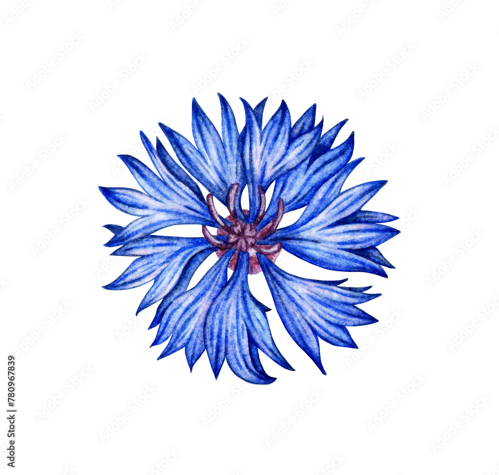 Obraz premium Watercolor illustration of blue cornflower flower. Botanical composition element isolated from background. Suitable for cosmetics, aromatherapy, medicine, treatment, care, design, cooking,