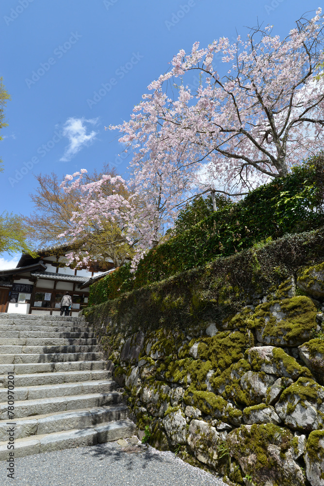 春の三千院　境内入口の受付と桜　京都市左京区大原
