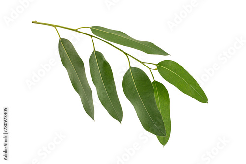 Branch of Eucalyptus leaves isolated on white background