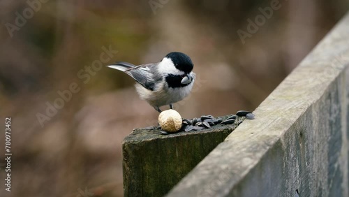 Close up of a Black-capped chickadee (Poecile atricapillus) eating a seed during winter in Canada, Nova Scotia. Selective focus, background blur and foreground blur.  photo