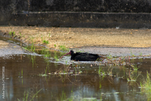  black heron looking for water in Venezuela