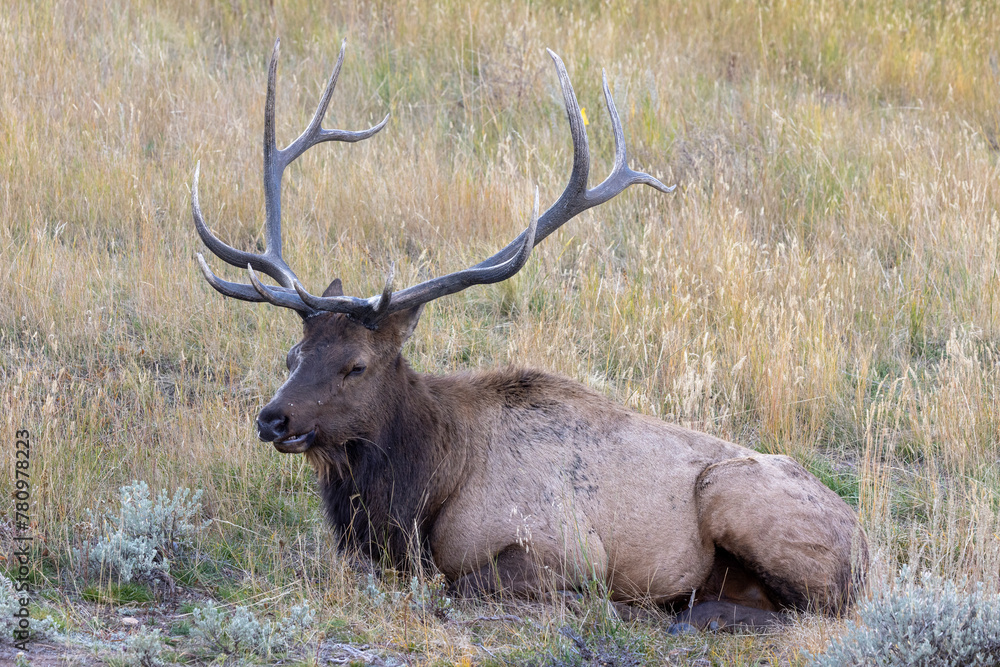 Bull Elk relaxing in Rocky Mountain National Park Bull Elk relaxing in Rocky Mountain National Park