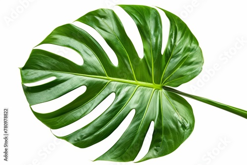 Vibrant green monstera leaf isolated on white background, tropical plant cutout, nature photo