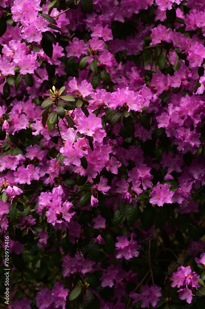 Beautiful spring flowers and blooms in the gardens of Victoria, BC, Canada. Spring bloom rich in color and texture Beautiful spring flowers and blooms in the gardens of Victoria, BC, Canada. Spring bloom rich in color and texture