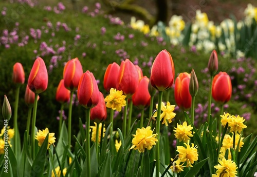 Fototapeta Naklejka Na Ścianę i Meble -  Beautiful tulips at the gardens of Victoria, BC, Canada. Spring flowers and colors