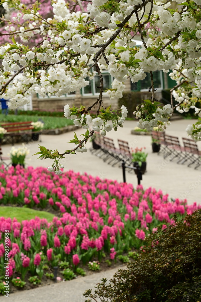 Fototapeta premium Beautiful spring flowers and blooms in the gardens of Victoria, BC, Canada. Spring bloom rich in color and texture