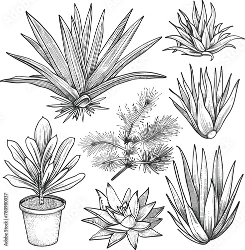 Plant, Coloring Pages Vector