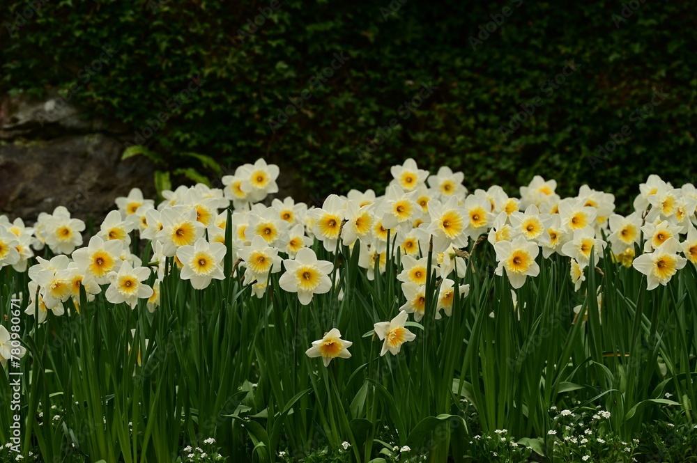 Beautiful spring flowers and blooms in the gardens of Victoria, BC, Canada. Spring bloom rich in color and texture Beautiful spring flowers and blooms in the gardens of Victoria, BC, Canada. Spring bloom rich in color and texture