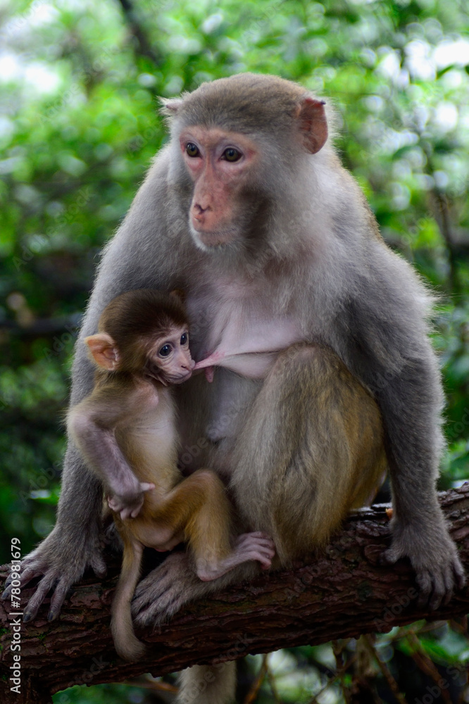 A mother macaque protectively nurses her infant on a tree branch in Zhangjiajie National Forest Park, China.