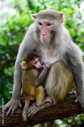 A mother macaque protectively nurses her infant on a tree branch in Zhangjiajie National Forest Park, China. photo