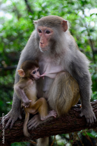 A mother macaque protectively nurses her infant on a tree branch in Zhangjiajie National Forest Park, China. © Kim