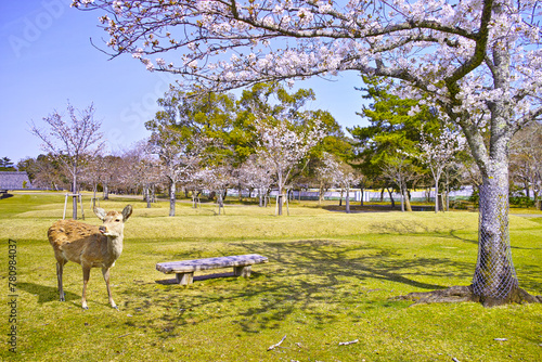 春の青空が広がる奈良市奈良公園、桜咲く公園内と野生の横を見つめるシカ
