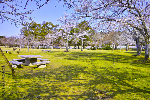 春の青空が広がる奈良市奈良公園、桜咲く公園内の野生の二匹のシカ
