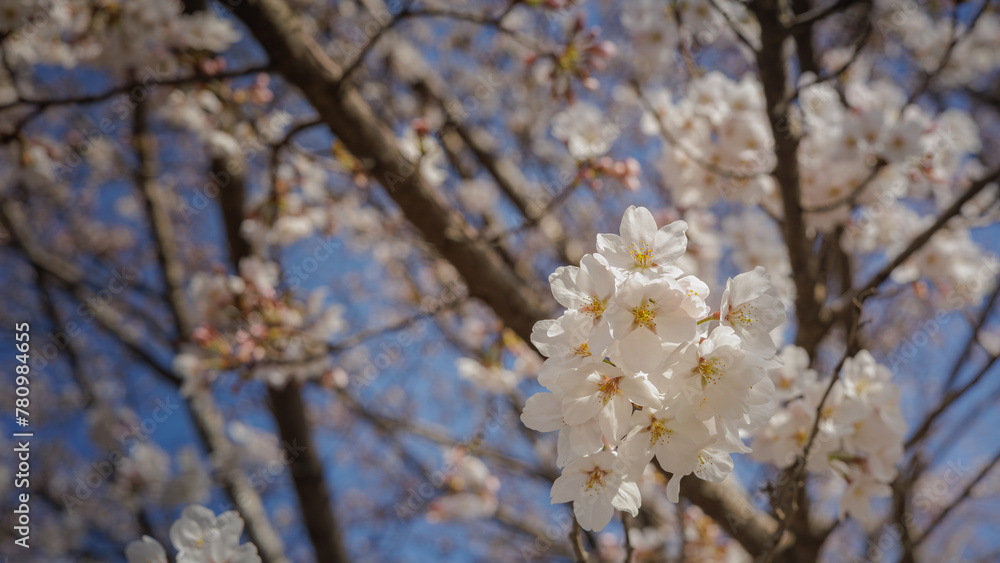 Cherry blossoms bloom and sparkle in the warm spring sunlight. Cherry blossoms bloom and sparkle in the warm spring sunlight.