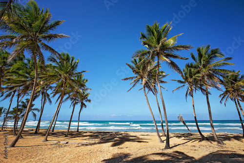 Sunny white beach with palms © oriolegin11