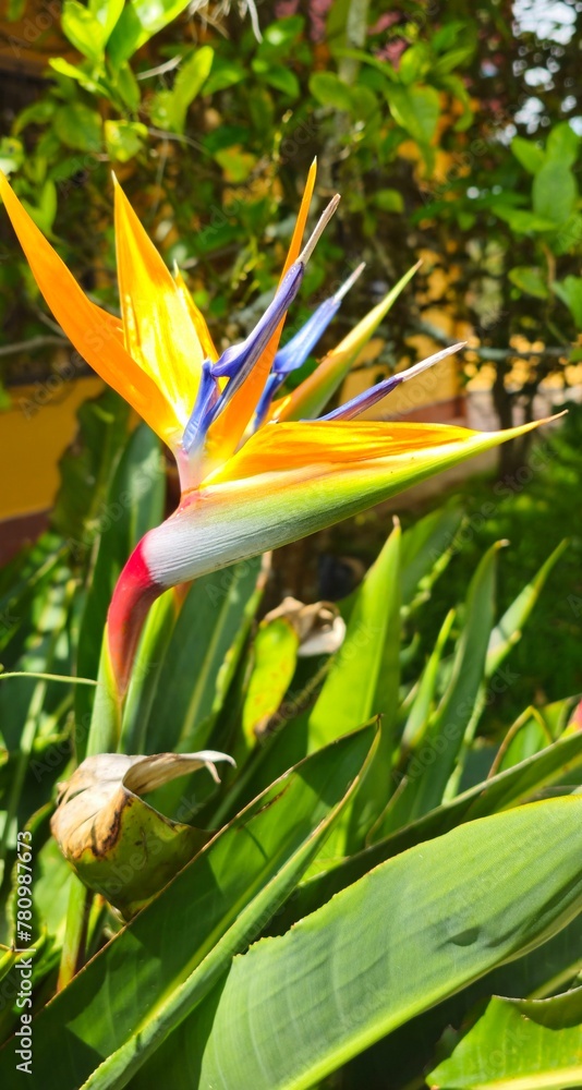 Obraz premium Flora y Fauna Medellin Colombia