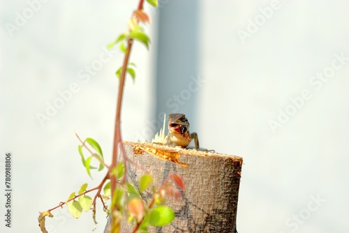 Calotes versicolor lizard photo