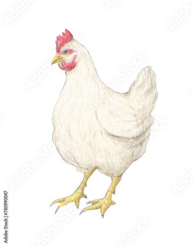 鶏　水彩色鉛筆イラスト