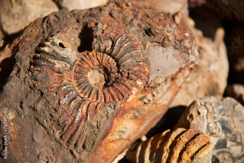 Ammonite type fossil, petrified extinct prehistoric animal, found in the area of Santander, Colombia.