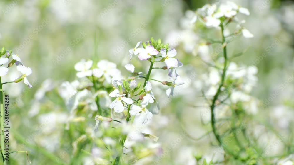白色の可愛い菜の花「スローモーション」