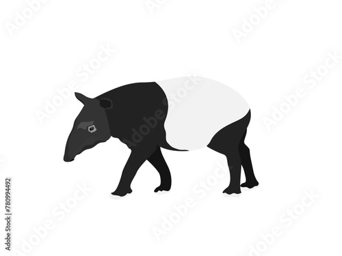 Tapir on a white background.