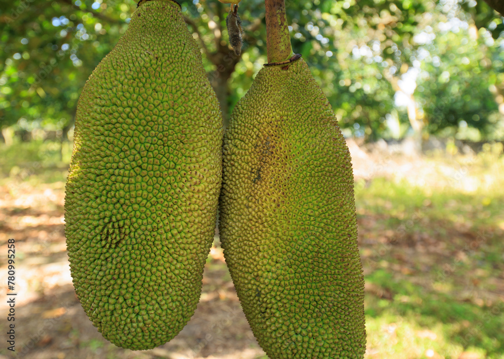 Green jackfruit grow on the Jack fruit tree Green jackfruit grow on the Jack fruit tree