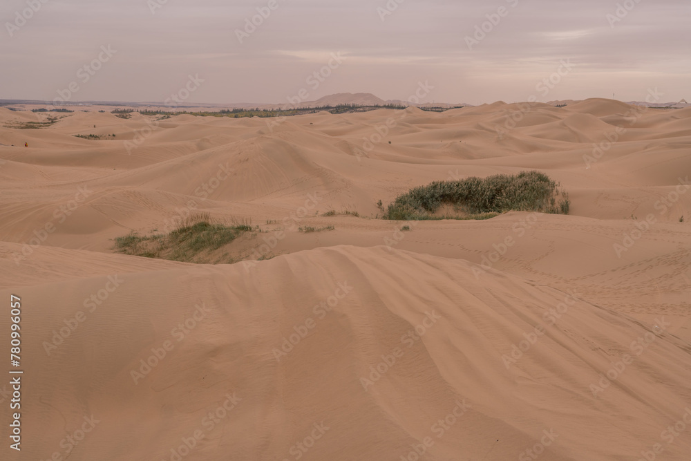 Horizontal image of the grass growing in the desert of Inner Mongolia, China