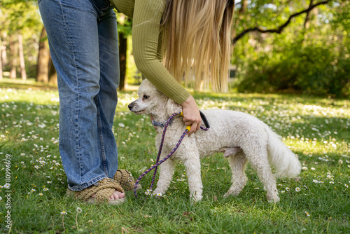 Woman attaching leash to her poodle dog
