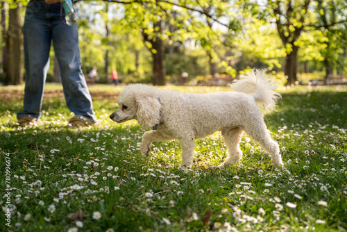 Poodle on beautiful sunny day in park, spring time 