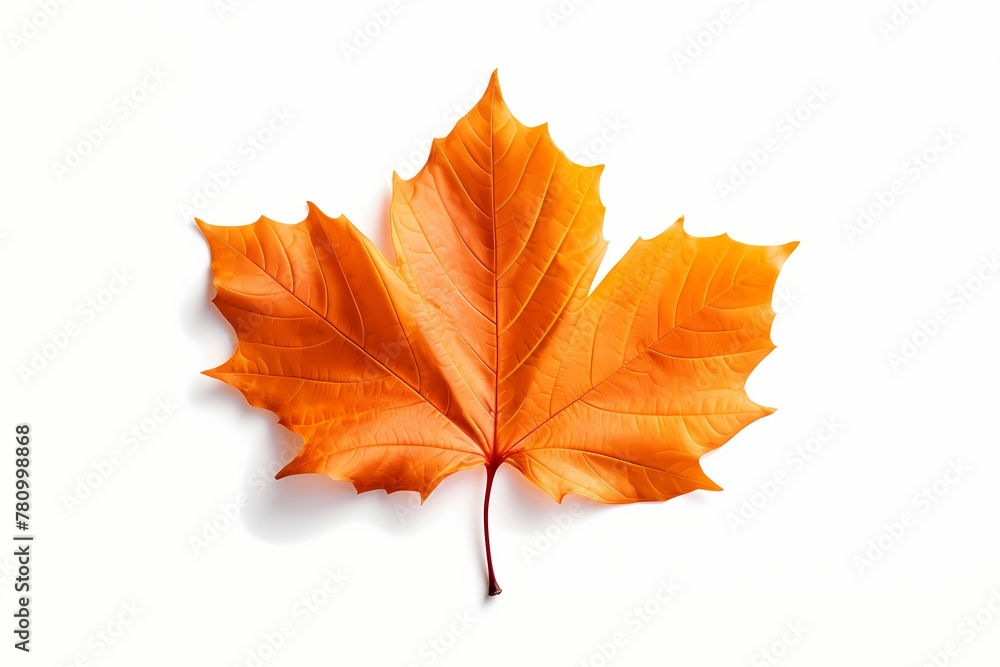 autumn leave isolated on solid white background