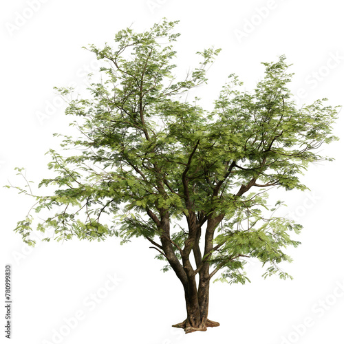фотографія Jacaranda tree isolated on white background with a high resolution